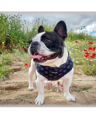 CONJUNTO DE ARNÉS PARA PERRO (Modelo Toletum)