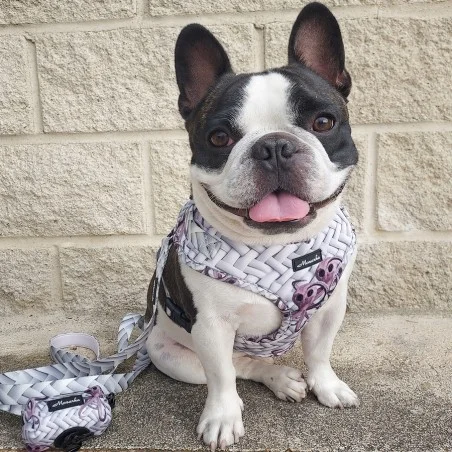 Árnes, correa y porta bolsas para todos los perros cachorros, adultos y mayores (Modelo Feria)
