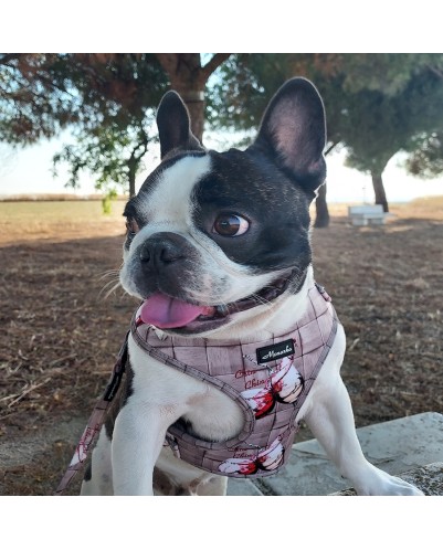 Árnes, correa y porta bolsas para todos los perros cachorros, adultos y mayores (Modelo Chin Chin)